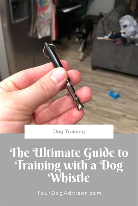 dog whistle training guide